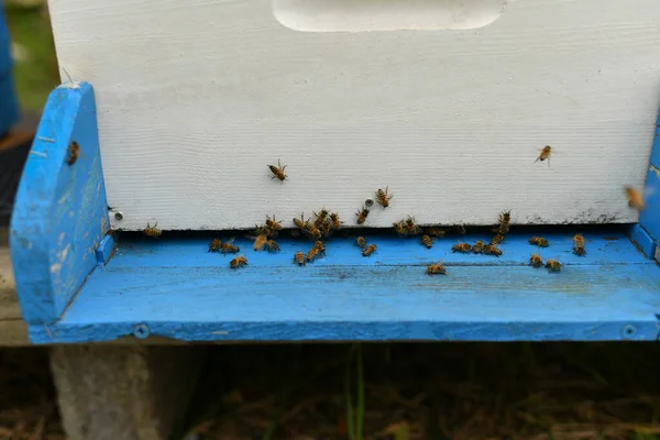 Die Bienen Fliegen Den Kasten Bienenstock Aus Holz — Stockfoto