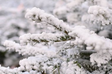 Beyaz Noel yapay ağaçları bir dükkanda satılıyor.