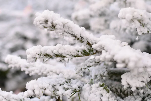 Beyaz Noel yapay ağaçları bir dükkanda satılıyor.