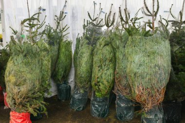 Noel ağaçları büyümek için bir pazarda satılıyor.