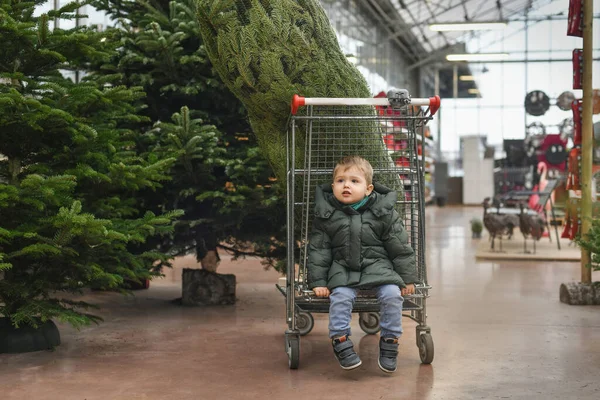 車列の男の子が店内のクリスマスツリーを選ぶ — ストック写真