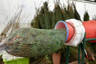 Satış elemanı kesilmiş bir Noel ağacını plastik bir ağa sardı.