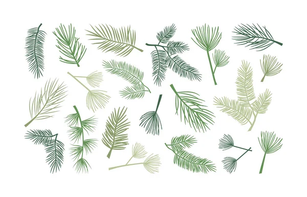 クリスマスモミの枝や松のコーン ホリー植物や常緑樹 杉の小枝のアイコン 新年の装飾 手描きベクトルイラスト — ストックベクタ