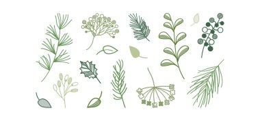 Yeşil bitki vektör çizimi, bitki ve yaprak karalama ikonu, çam dalı ve böğürtlen, her zaman yeşil ağaç, köknar, sedir dalı seti, beyaz arka planda tatil dekorasyonu. El çizimi illüstrasyon