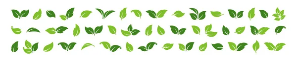 緑の葉のベクトルアイコン 有機セット 芽の植物 葉の異なる形状 白い背景に隔離されたエコシンボル ハーブの自然イラスト — ストックベクタ