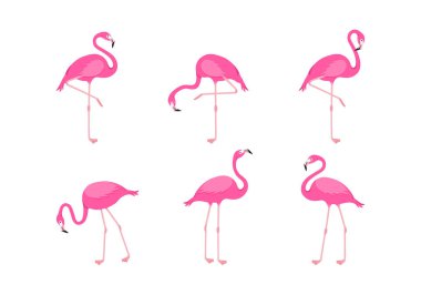 Flamingo vektör seti, çizgi film pembe tropikal kuş, yaz hayvan ikonu, beyaz arka planda izole edilmiş sevimli hayvanat bahçesi karakteri. Egzotik hayvan illüstrasyonu
