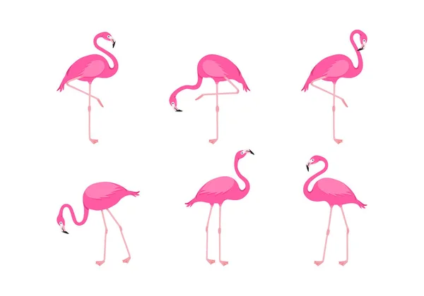 Flamingo Vector Set Cartoon Pink Tropical Bird Summer Animal Icon — Vetor de Stock