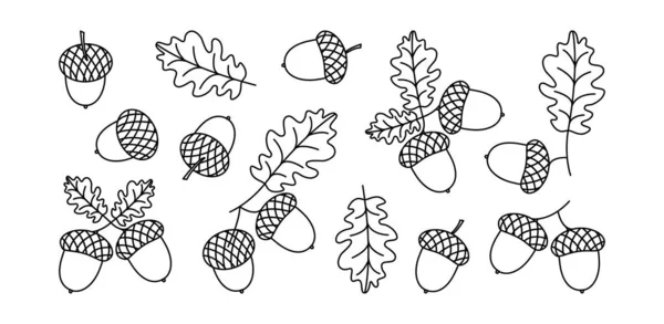 Acorn Vector Lijn Icoon Eiken Blad Herfst Noot Tak Zwarte — Stockvector