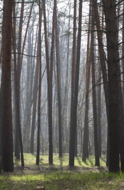 Pine forest in spring in the fog. clipart