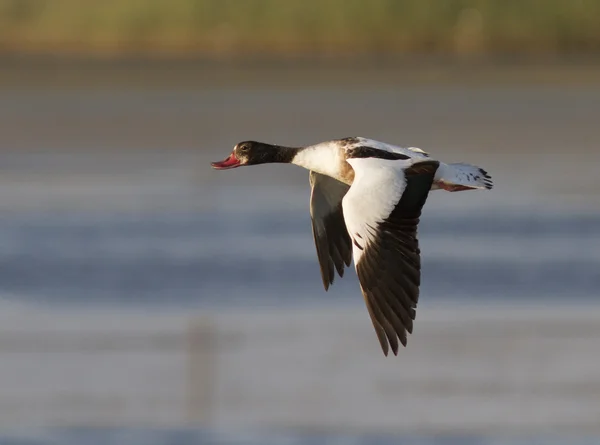 Жіноче shelduck (tadorna tadorna), пролітаючи над озером. — стокове фото