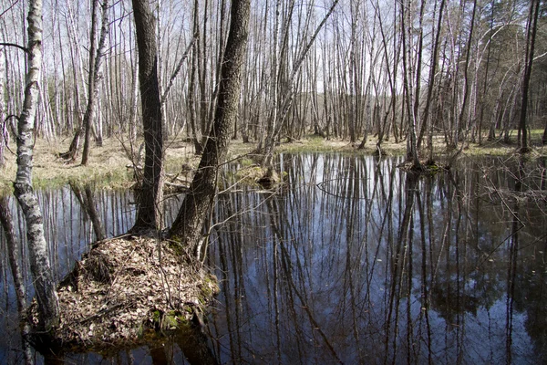 Lac Forest dans la forêt printanière . — Photo