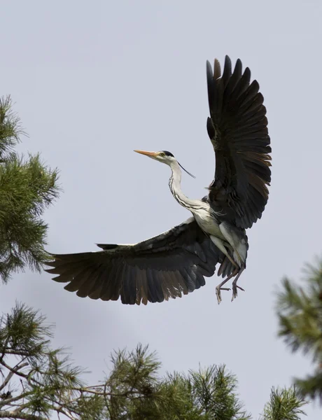 Grey heron comes in to land. — Stok fotoğraf