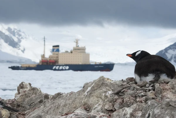 Гость в Антарктиде: пингвин смотрит на ледокол . — стоковое фото