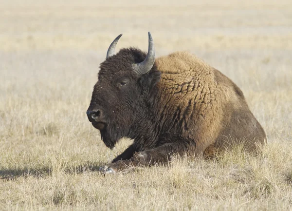 Male buffalo resting in the steppe — Stock Photo, Image