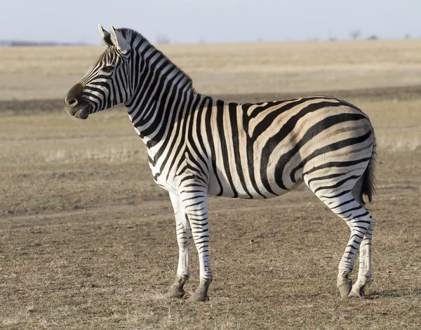 Ukraynalı bozkırlarında içinde erkek zebra chapman. — Stok fotoğraf