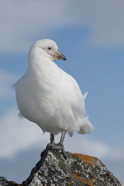 Vit strandpipare eller (amerikansk) slidnäbb (Chionis albus) på t — Stockfoto