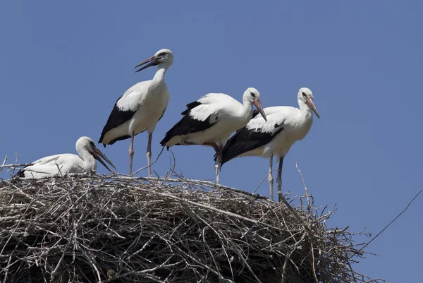 Young white storks, which are in the nest. — Stock Photo, Image