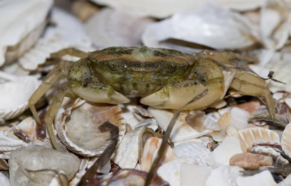 Crab sitting on a sandy beach. — Stock Photo, Image