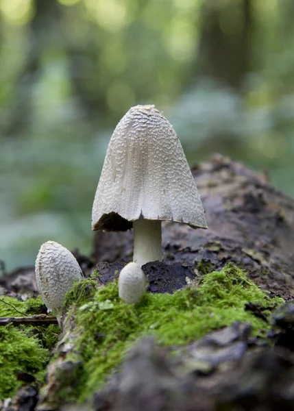 Fungus growing on a fallen tree trunk. — Stock Photo, Image