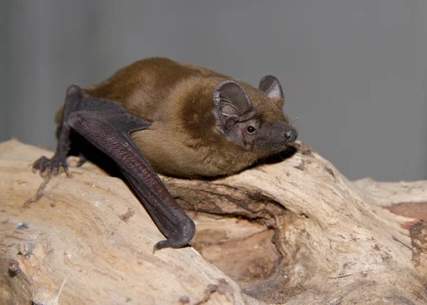 Noctule redhead sitting on a tree branch. — Stock Photo, Image