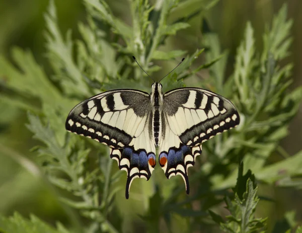 Swallowtail livnär sig på en äng. — Stockfoto