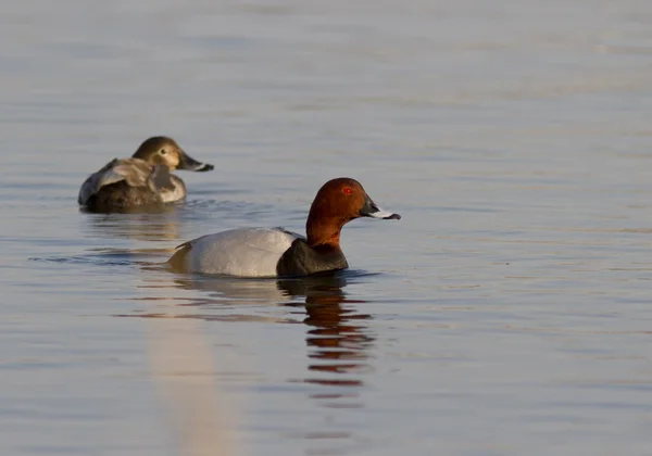 Maschio e femmina pochard sul lago . — Foto Stock