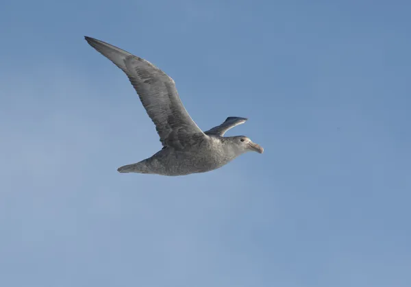 Południowej petrel olbrzymi w locie na Antarktydzie. — Zdjęcie stockowe