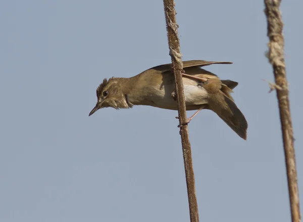 Savi’s Warbler (Locustella luscinioides) is climbing on cane. — Stock Photo, Image