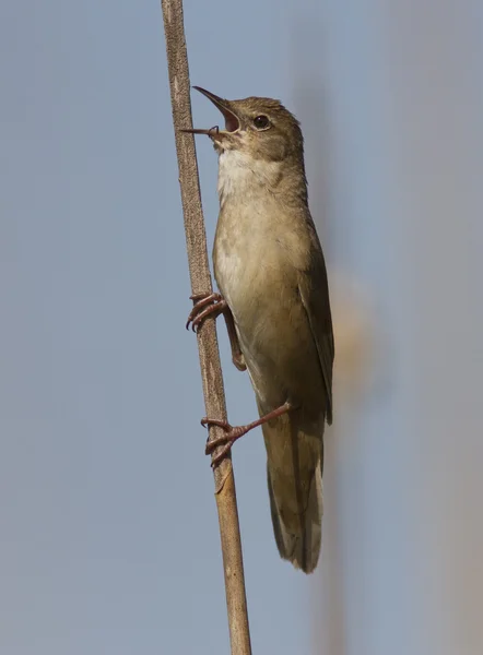 Savi’s Warbler (Locustella luscinioides) sitting and singing. — Stock Photo, Image