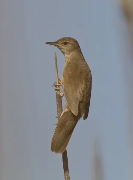 Warbler de Savi (Locustella luscinioides) sentado en un bastón . — Foto de Stock