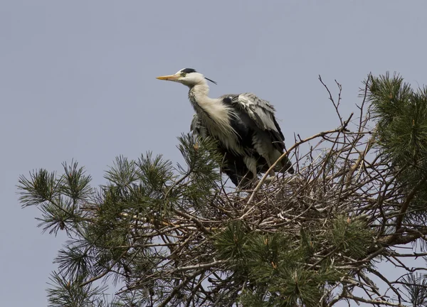 Garza gris sentada en el nido . —  Fotos de Stock