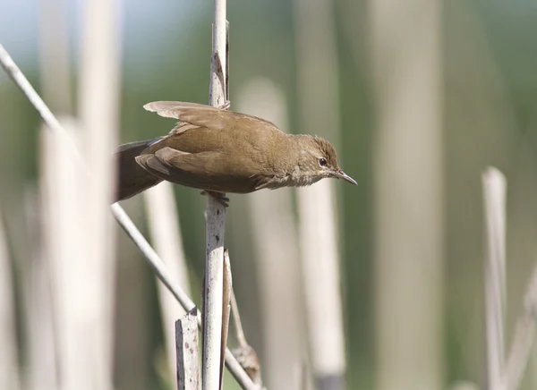 Savi 's Warbler (Locustella luscinioides), care atârnă pe o — Fotografie, imagine de stoc