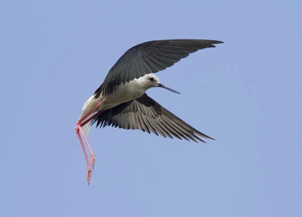 Stilt (Himantopus himantopus) in flight. — Stock Photo, Image