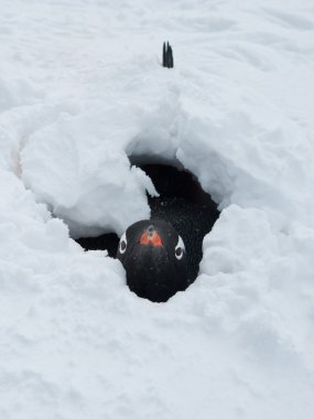 Gentoo penguin after a snow storm. clipart