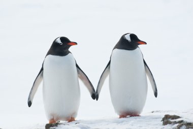iki penguenler gentoo.