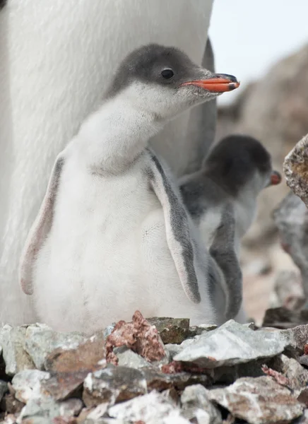 Gentoo pingüino (Pygoscelis papua) polluelo en el nido . —  Fotos de Stock