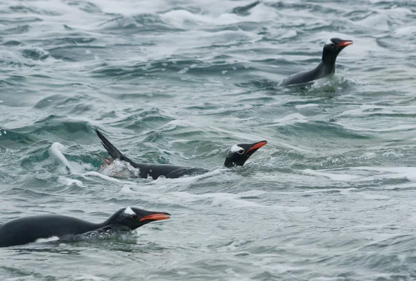 Okyanusta yüzmeye gentoo pengueni. — Stok fotoğraf