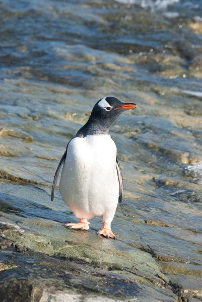 Gentoo pinguïn staande in de getijde zone. — Stockfoto