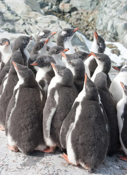 幼稚園の gentoo ペンギンの雛. — ストック写真