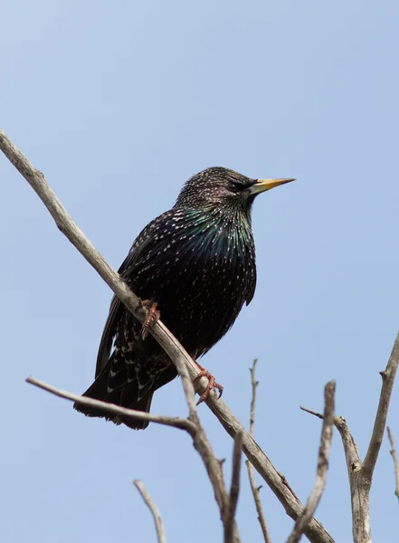 Starling seduto su un ramo morto . — Foto Stock