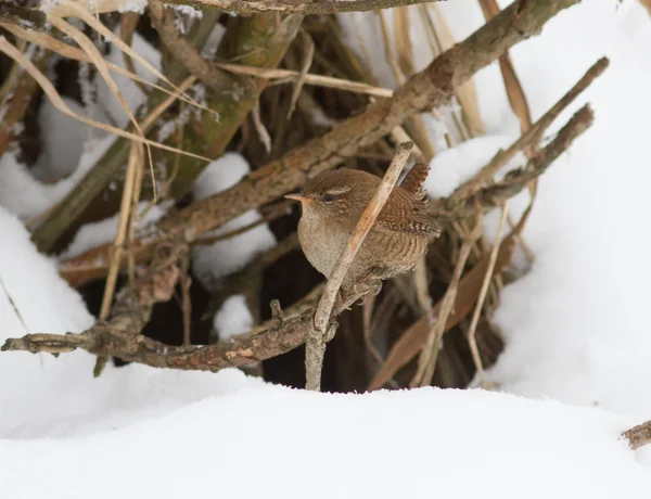 Troglodytes (wren) on a dry branch in winter. — Stock Photo, Image