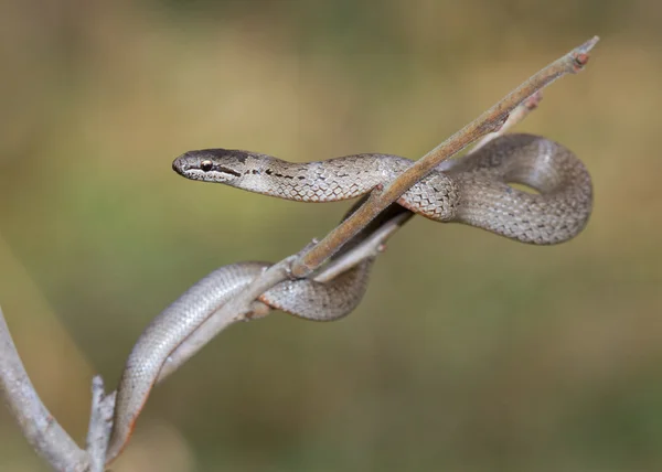 Smooth snakes entwine tree branch. — Stock Photo, Image