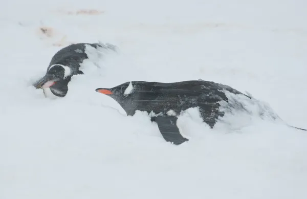 Två gentoo penguin i en snöstorm. — Stockfoto