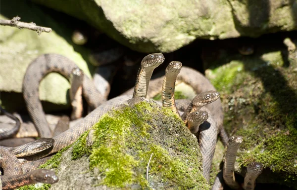 Casamento cobras de água (Natrix tessellata ). — Fotografia de Stock