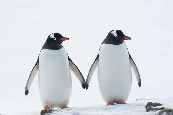 Dois pinguins Gentoo . Imagens De Bancos De Imagens