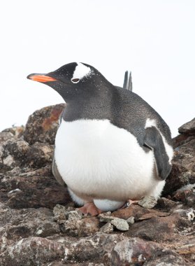 Gentoo penguin female incubates the eggs. clipart