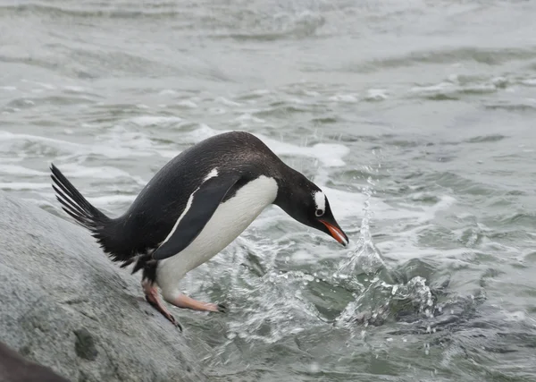 Pingwin białobrewy przed skokiem do wody. — Zdjęcie stockowe