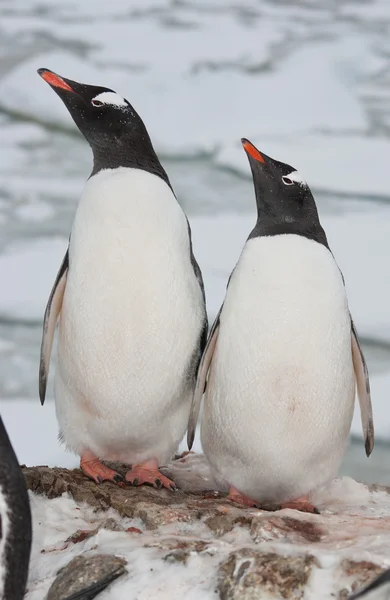 Pár dospělých gentoo tučňák. — Stock fotografie