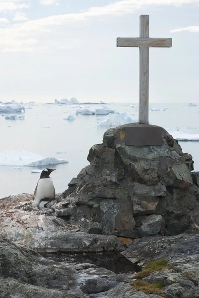 Gentoo pinguins ninho em uma sepultura solitária . — Fotografia de Stock