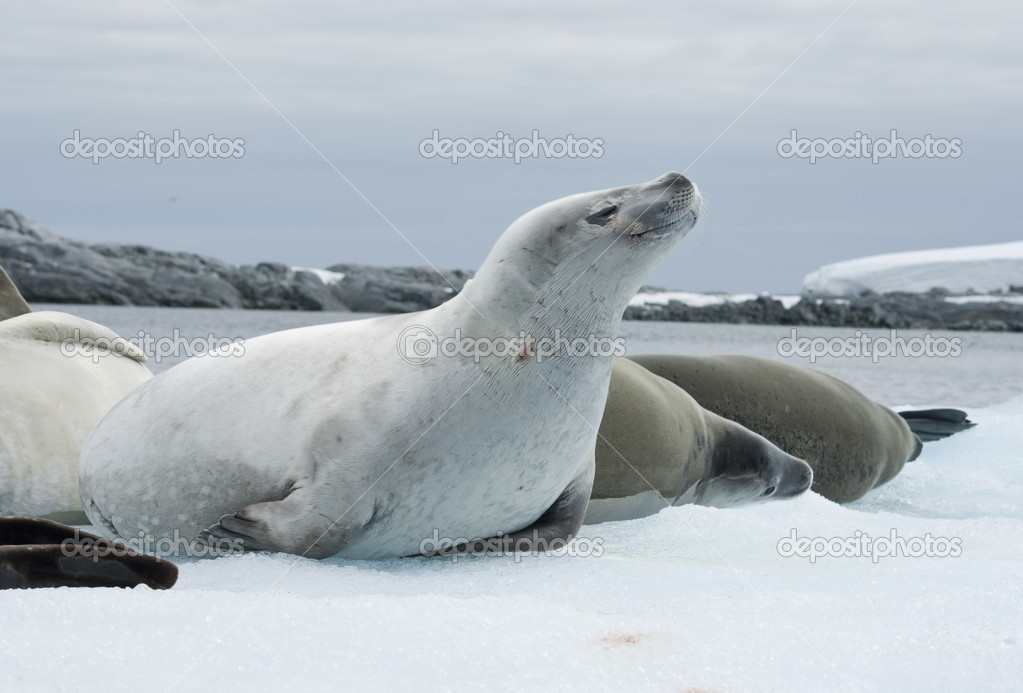 Group crabeater seals.